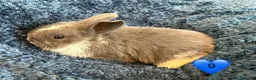 Mini Lop rabbits for sale: Pure bred mini lop bunnies - Advert 21