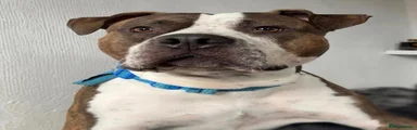 American Bull Staffy 1