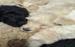Goldendoodle dogs for sale: Golden doodle F1B stunning puppies  - Image 4