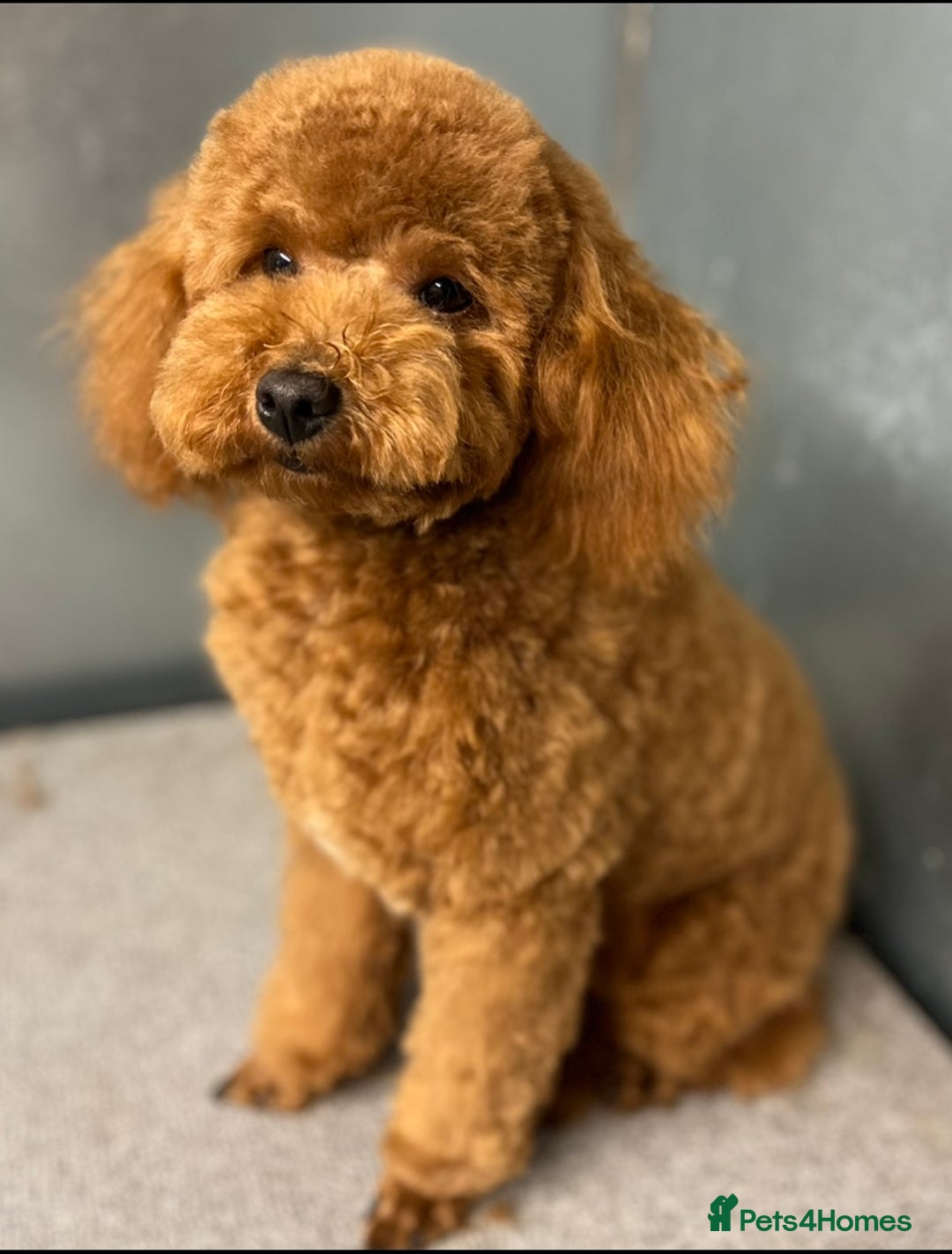 Toy Poodle dogs for stud: Superb KC Reg Toy Poodle in Newcastle - Advert 3