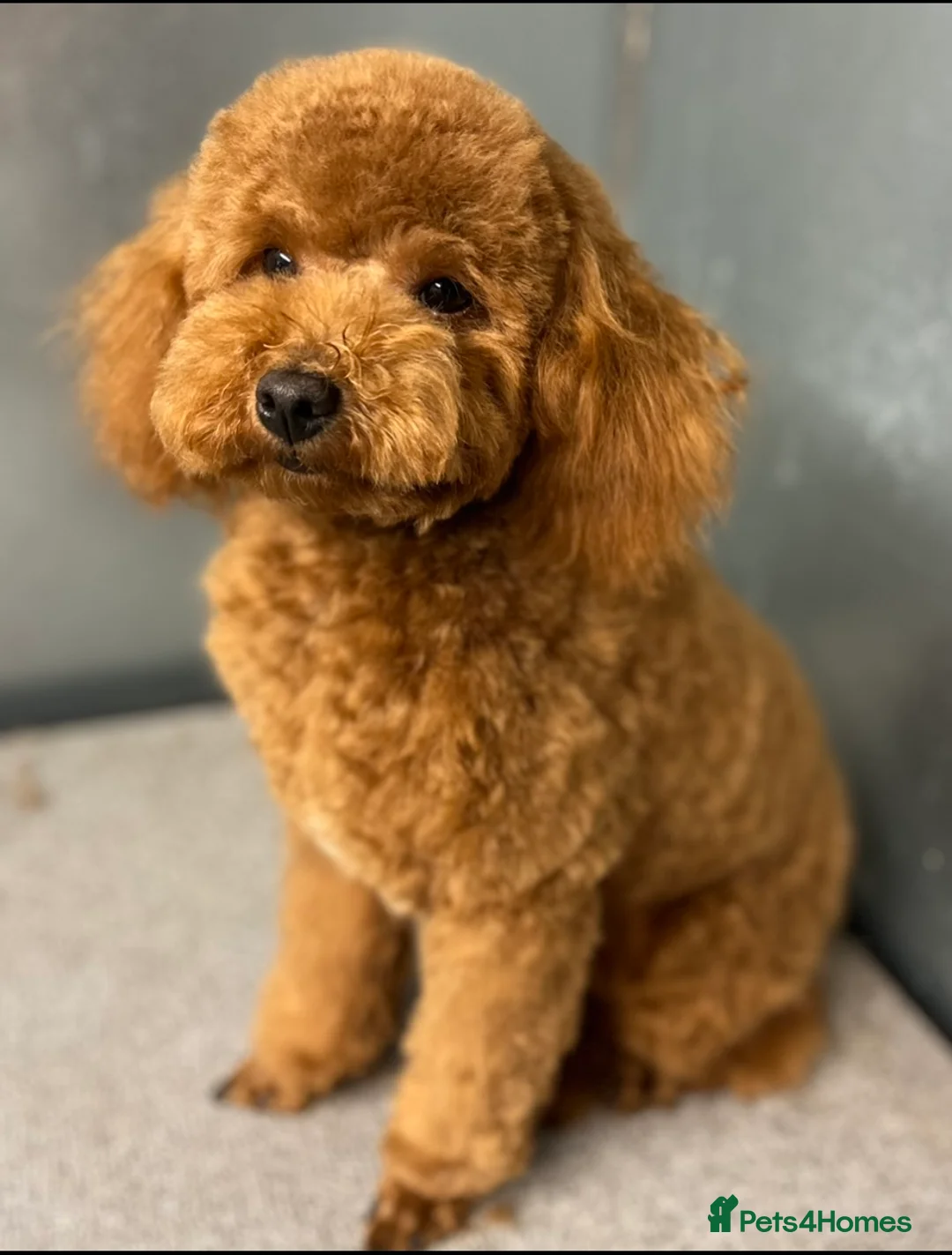 Toy Poodle dogs for stud: Superb KC Reg Toy Poodle in Newcastle - Advert 3
