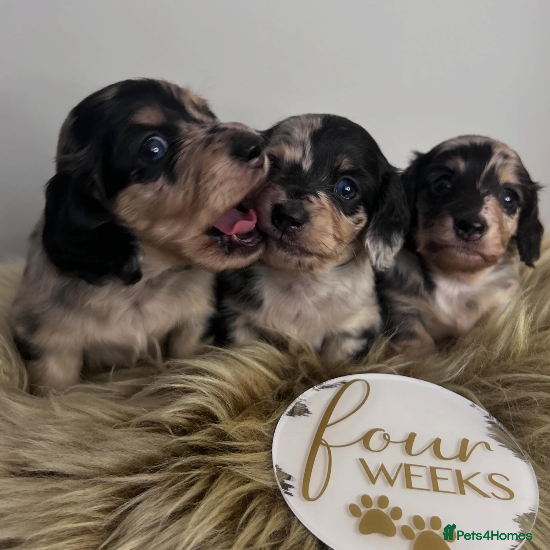 Miniature Dachshund dogs 🖤🍦 STUNNING SILVER DAPPLE & CREAM LONGHAIR 🍦🖤  - Advert 16