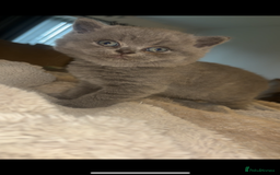 British Shorthair cats for sale: Beautiful British Shorthair Kittens  - Image 4