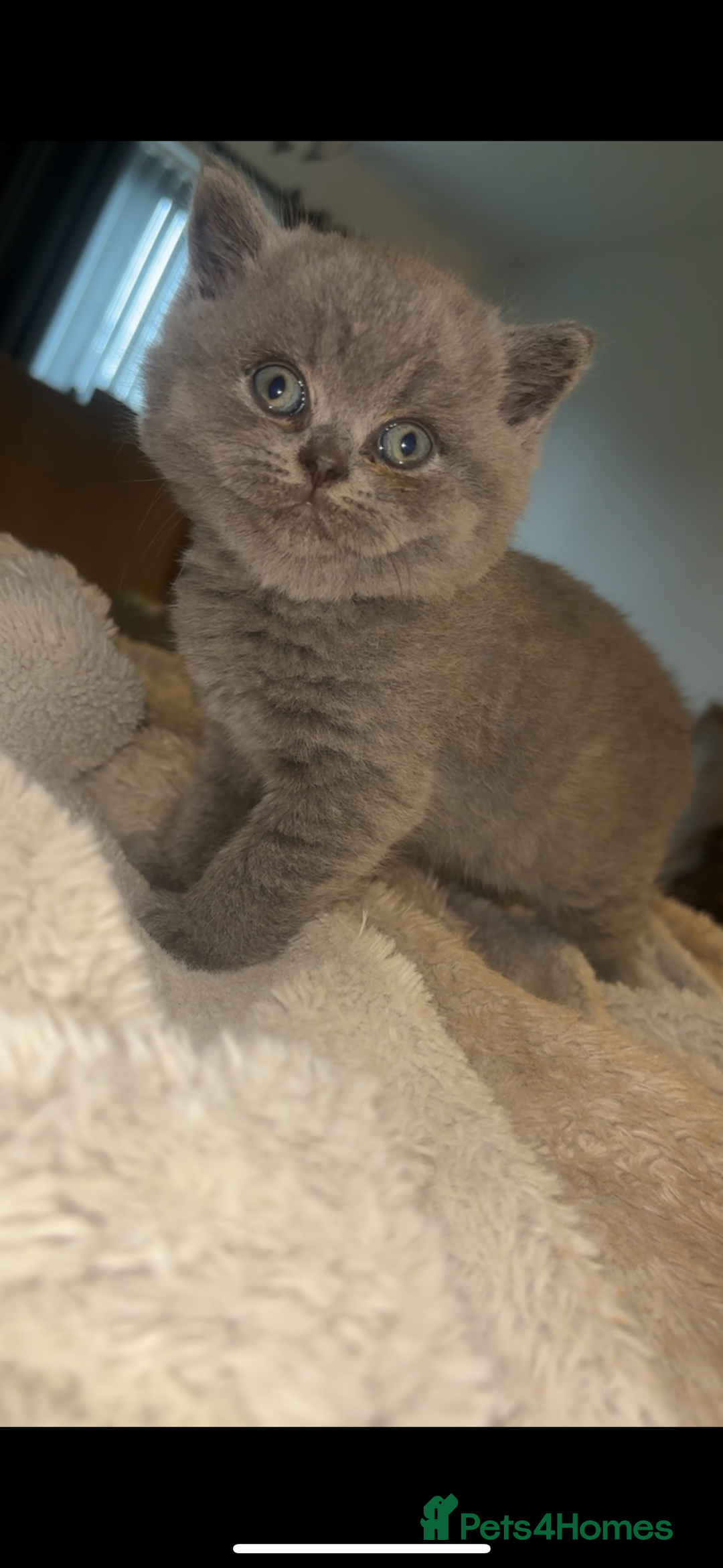 British Shorthair cats for sale: Beautiful British Shorthair Kittens  - Image 4