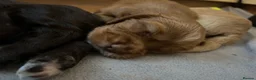 Cocker Spaniel dogs for sale: Last Puppy Available Calm Boy in Newton Abbot in Newton Abbot - Advert 5