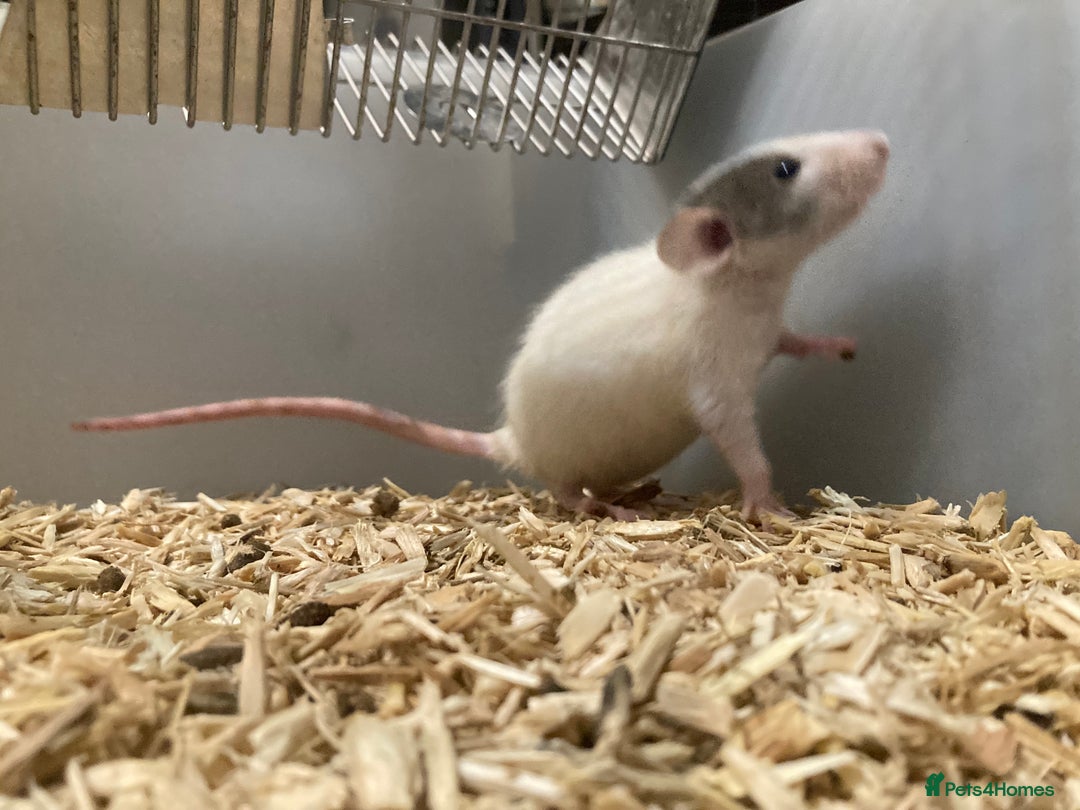 Rat rodents for sale: Rats for sale Hull - Advert 2