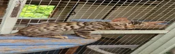 Mixed Breed cats for sale: Beautiful 3/4 Bengal, 1/4 Siamese kittens  - Advert 4