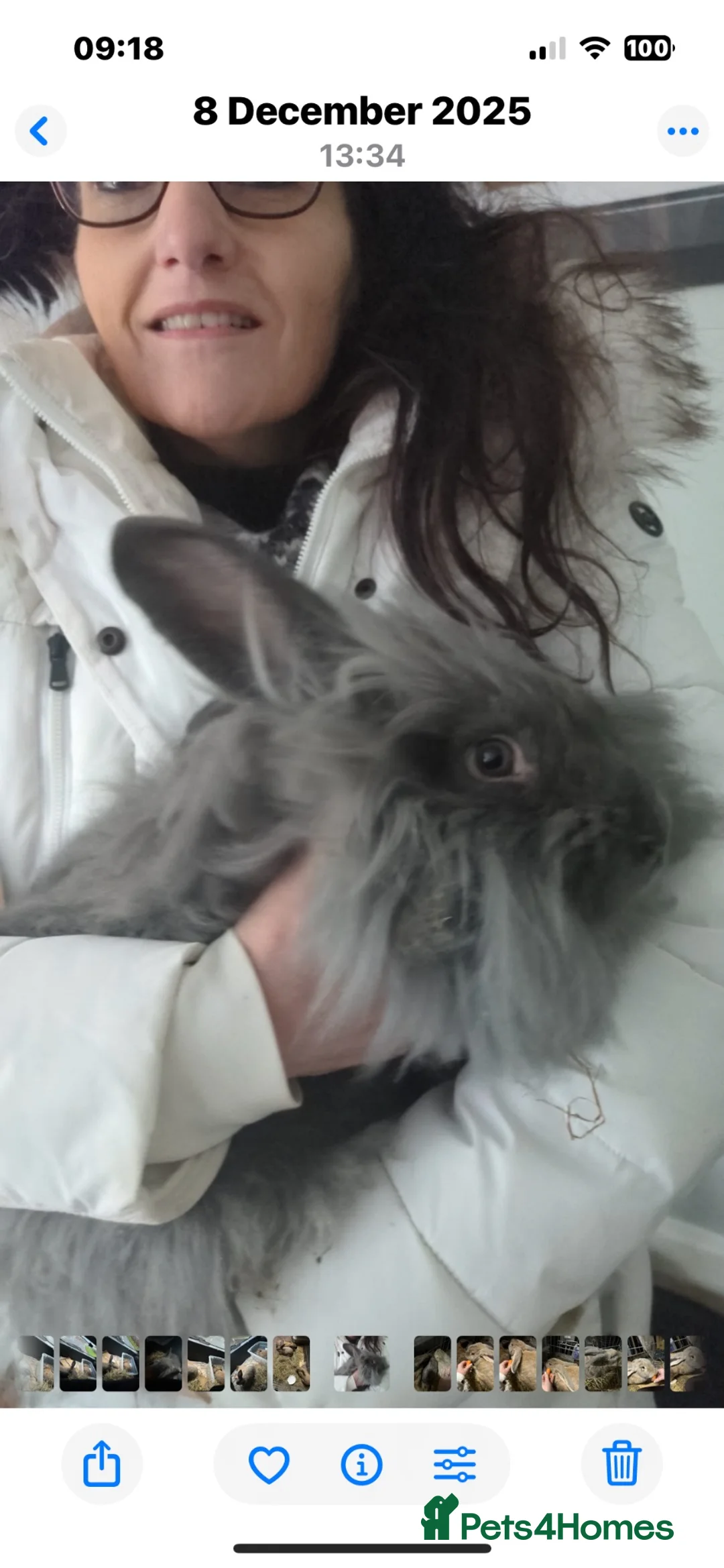 Continental Giant rabbits for sale: Gandalf conti lionehead cross rabbit  - Advert 2
