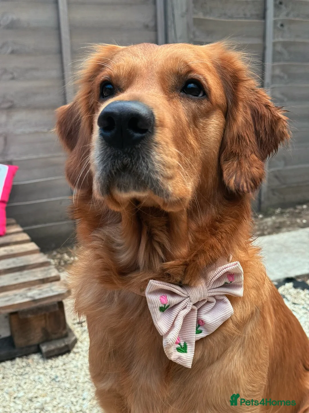 Golden Retriever dogs for sale: 🧸 Litter Announcement - Pedigree KC Puppies 🧸 - Advert 2