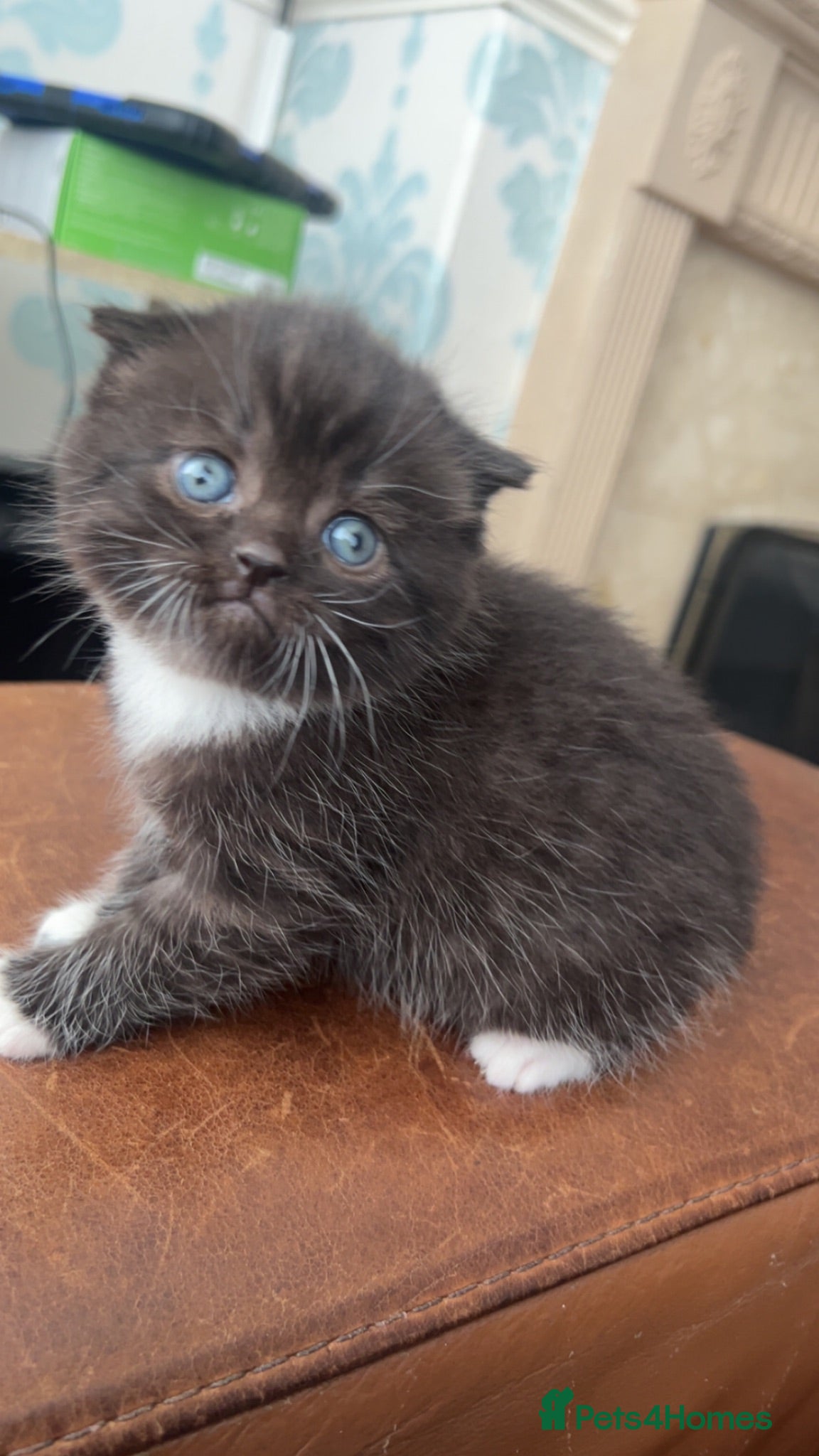 British Shorthair cats British short hairs for sale  - Advert 1