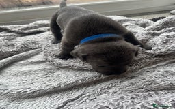 Cane Corso dogs for sale: Cane corsos puppies  - Advert 31
