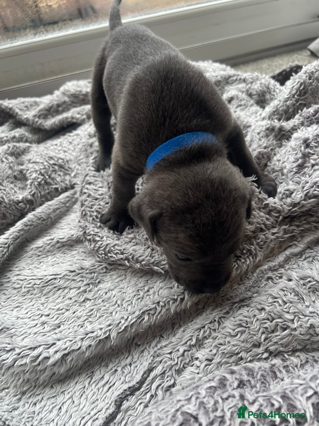 Cane Corso dogs for sale: Cane corsos puppies  - Advert 31