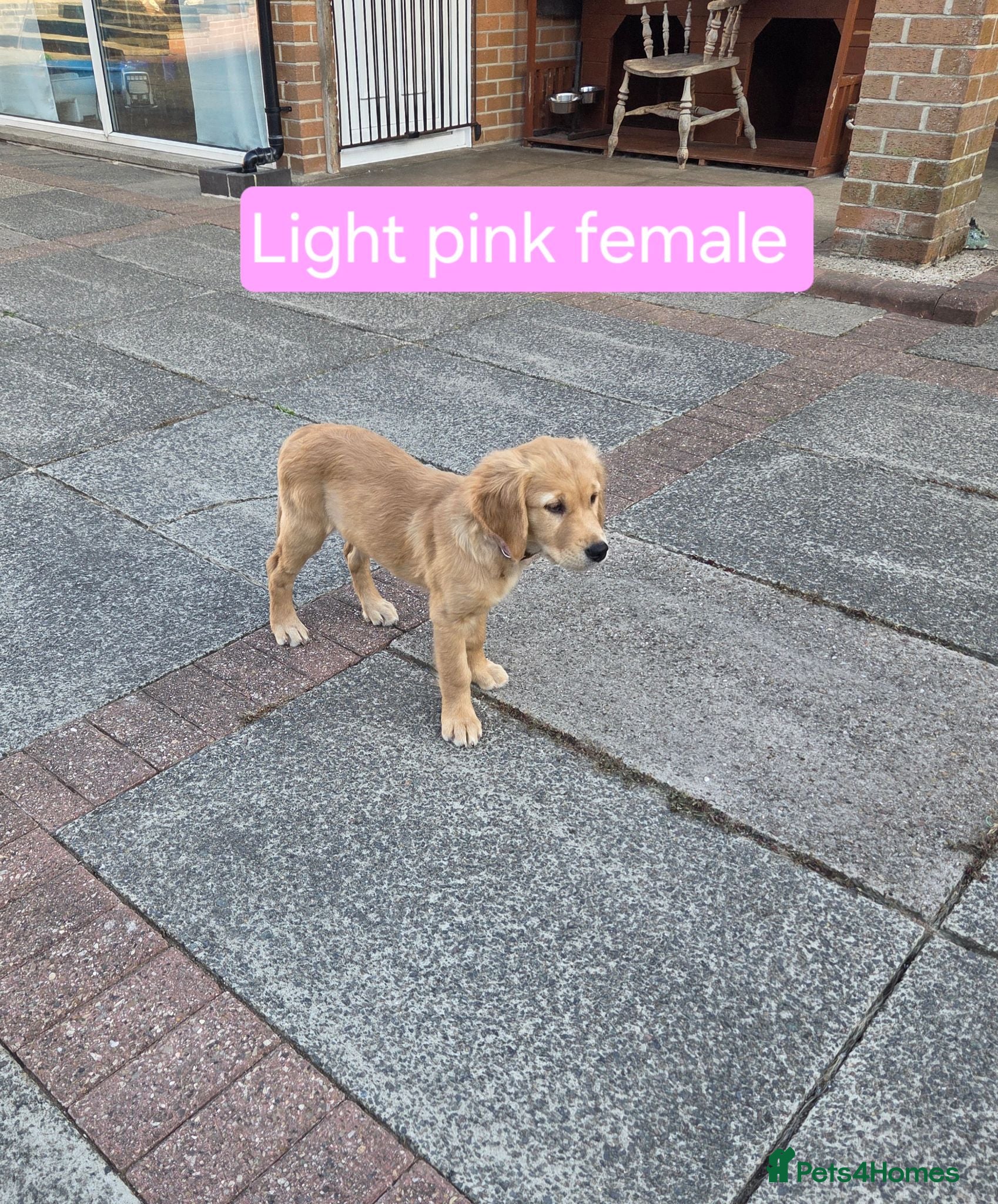 Golden Retriever dogs Beautiful natured pups fully vaccinated - Advert 2