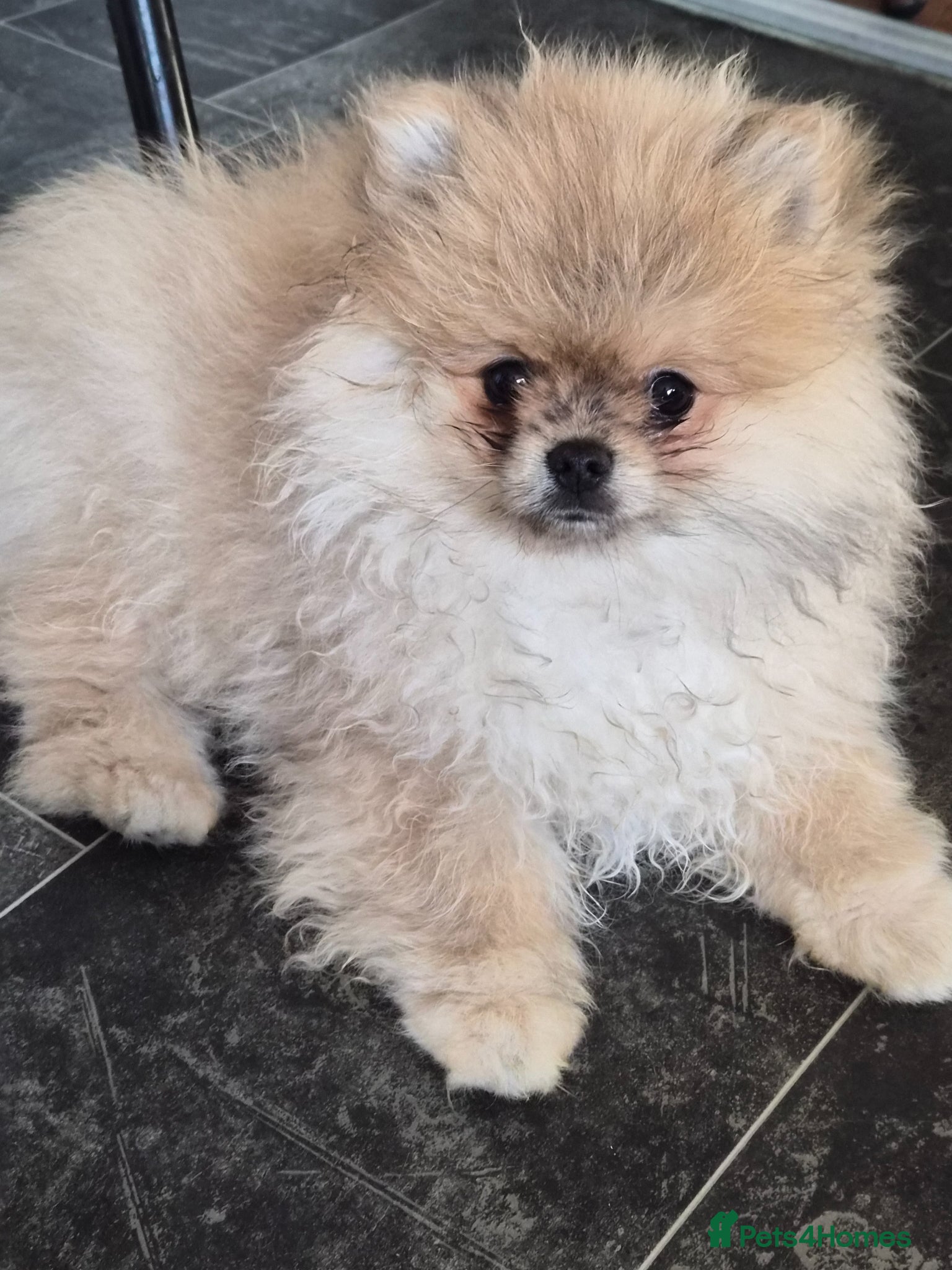 Pomeranian dogs Beautiful tiny pom boy💙💙 - Advert 4