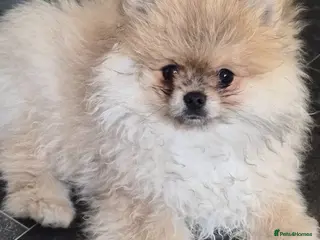 Pomeranian dogs Beautiful tiny pom boy💙💙 - Advert 4