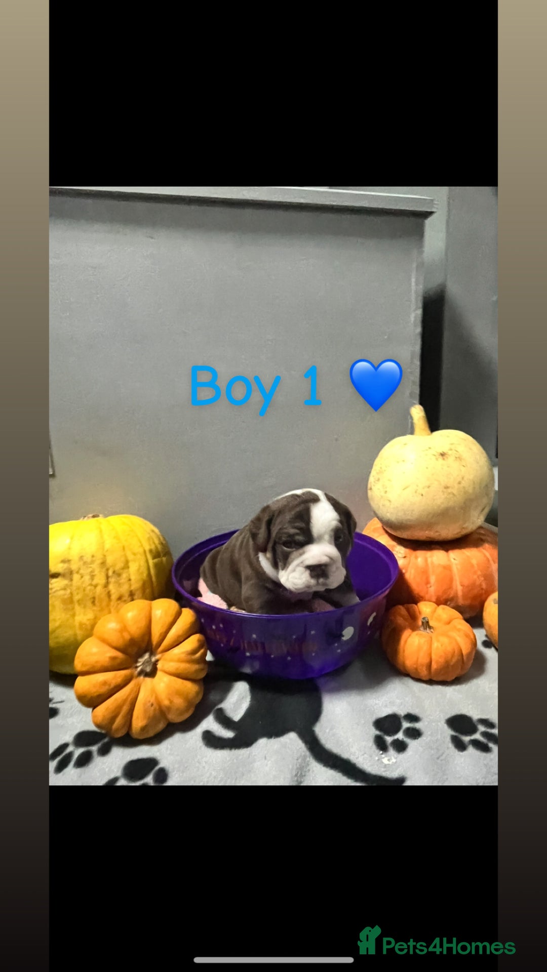 English Bulldog dogs for sale: 🐶 KC Registered English Bulldog Puppies 🐶 - Image 27