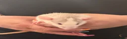 Rat rodents for sale: Baby Dumbo rats 6 x Boys 9 x Girls  - Advert 2