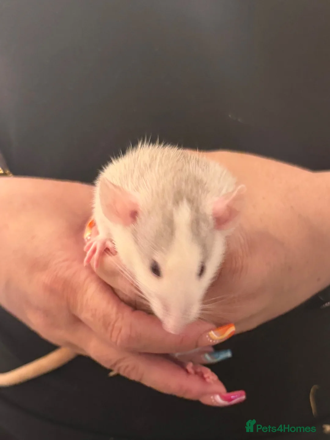 Rat rodents for sale: Baby Dumbo rats 6 x Boys 9 x Girls  - Advert 2
