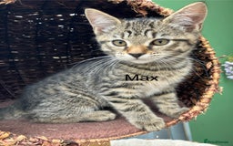 Mixed Breed cats for sale: Sweet natured kittens ready to go - Advert 7
