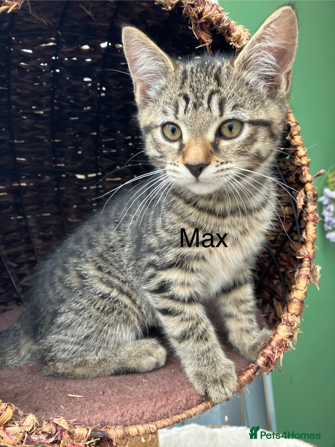 Mixed Breed cats for sale: Sweet natured kittens ready to go - Advert 7