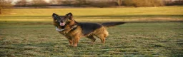 German Shepherd dogs for stud: Long haired german shepherd for stud - Advert 23