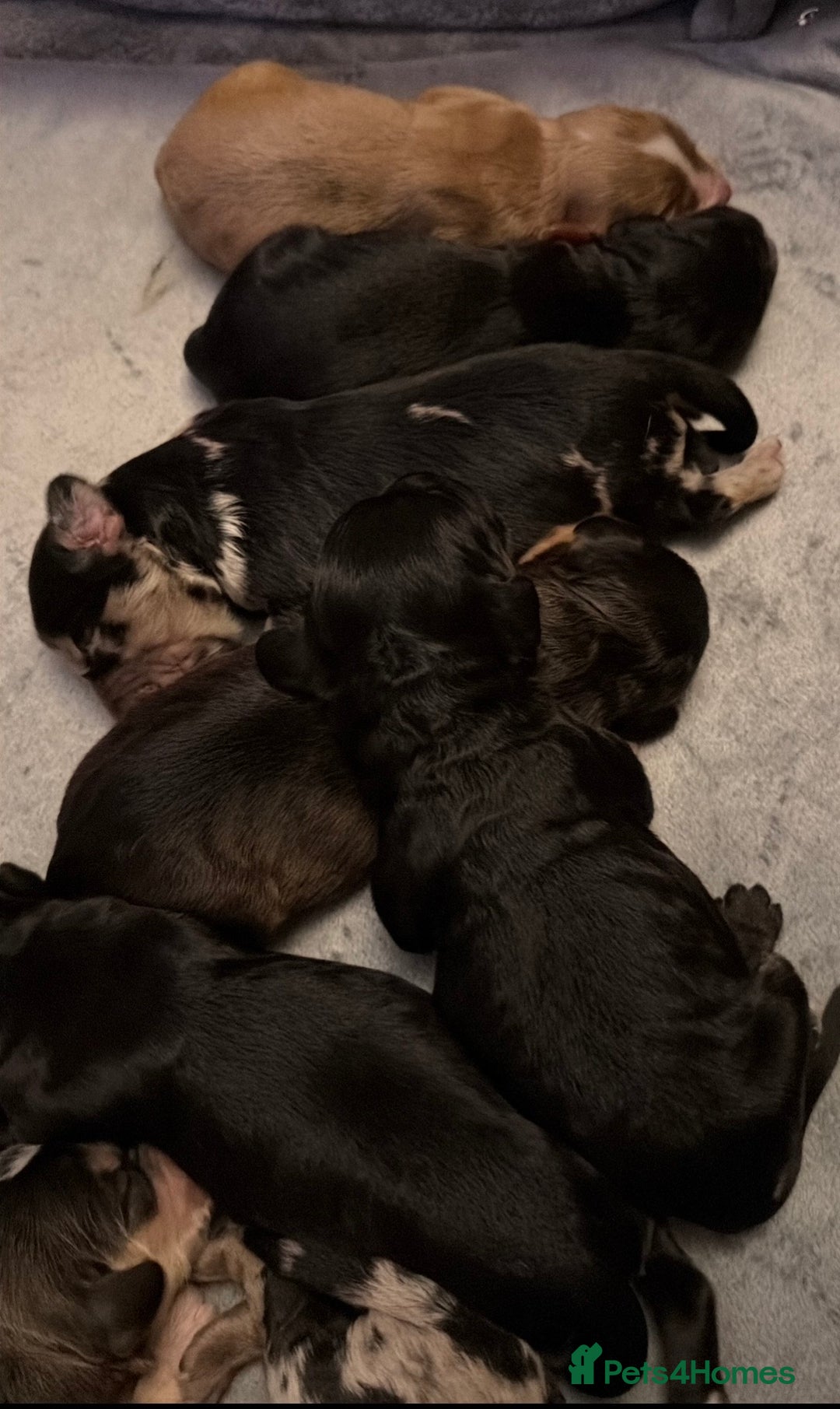 Cockapoo dogs for sale: F1 Cockapoo Puppies - Advert 15