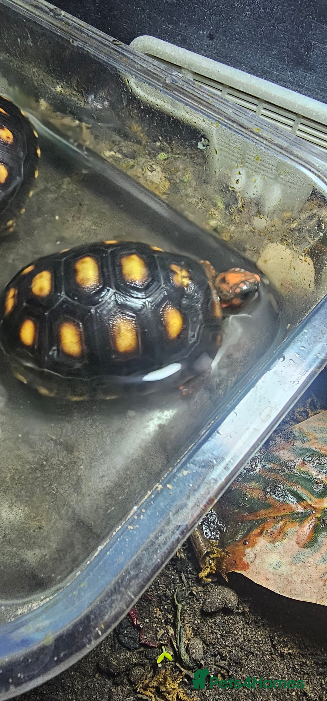 Tortoise reptiles for sale: Redfoot cherryhead tortoise - Advert 4