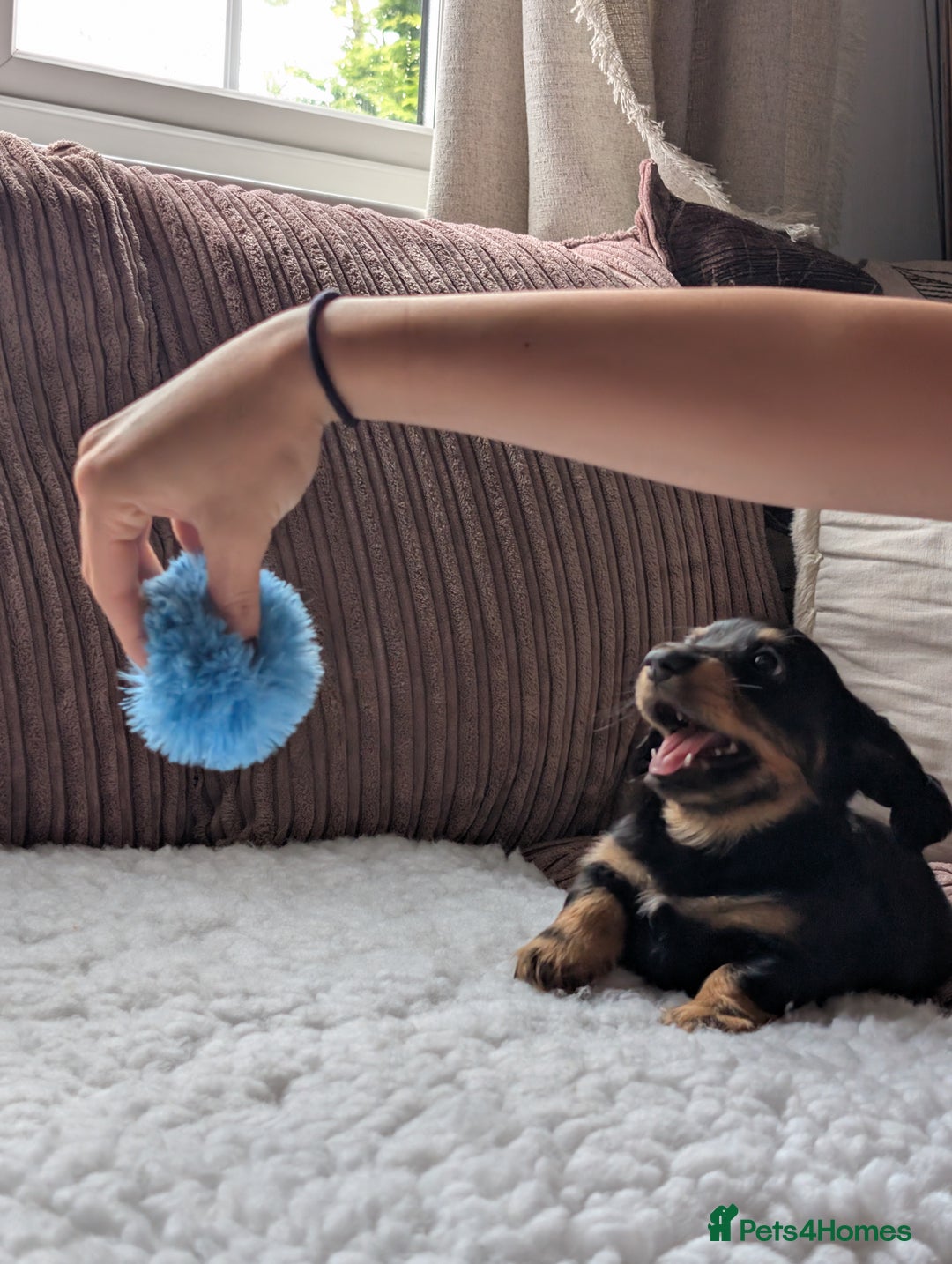 Miniature Dachshund dogs for sale: Male Miniature Dachshund Puppy  - Image 7