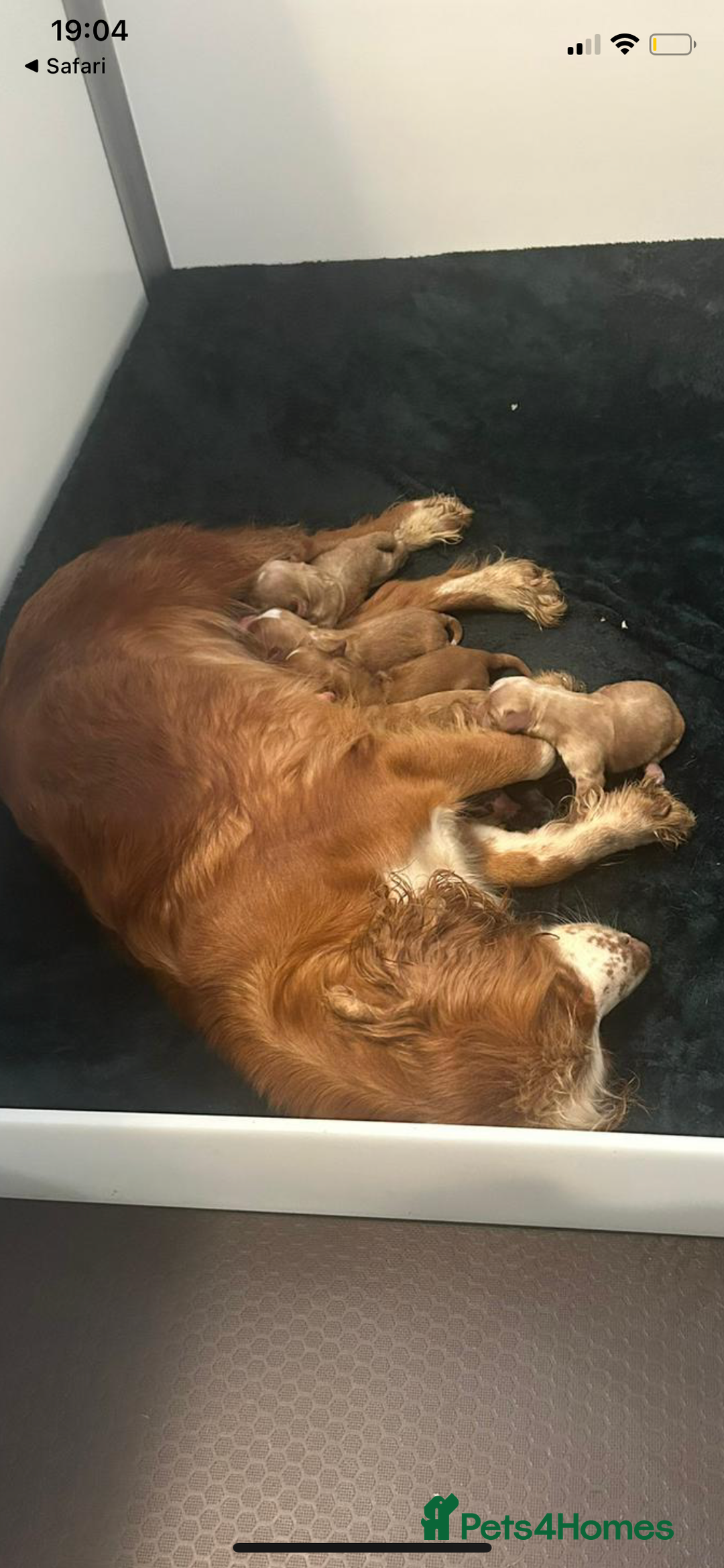 Cocker Spaniel dogs for sale: 5* KC Health tested Cocker spaniel puppies - Image 7