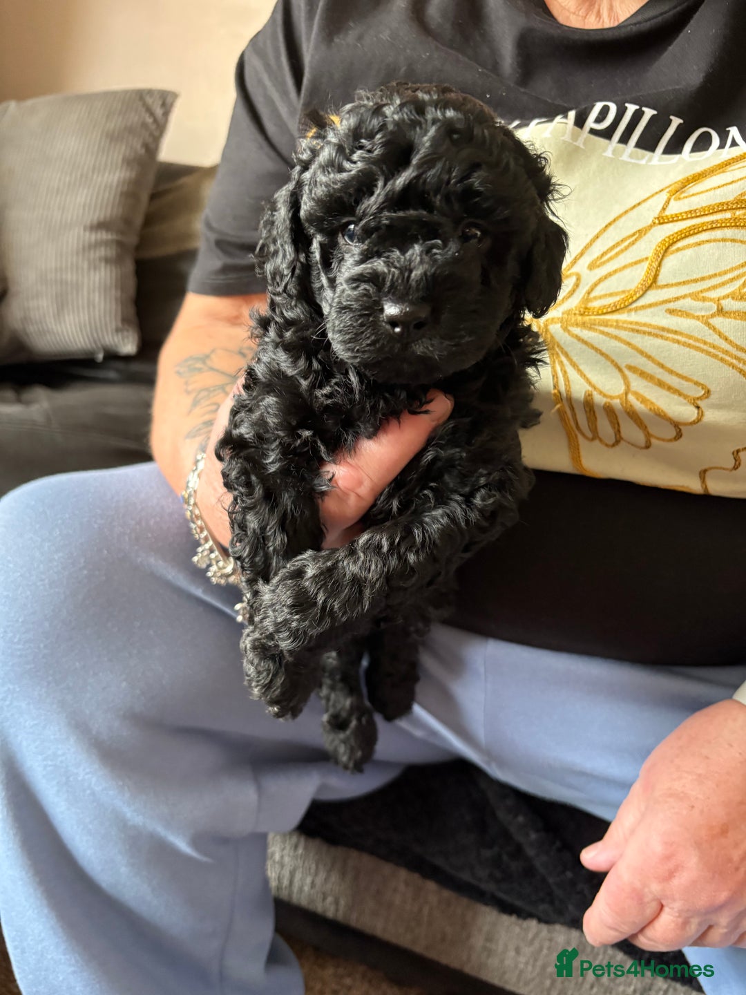 Toy Poodle dogs for sale: Toy poodle puppies for sale - Image 11