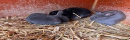 Mini Lop rabbits for sale: 3 beautiful rabbits for reserve  - Advert 8