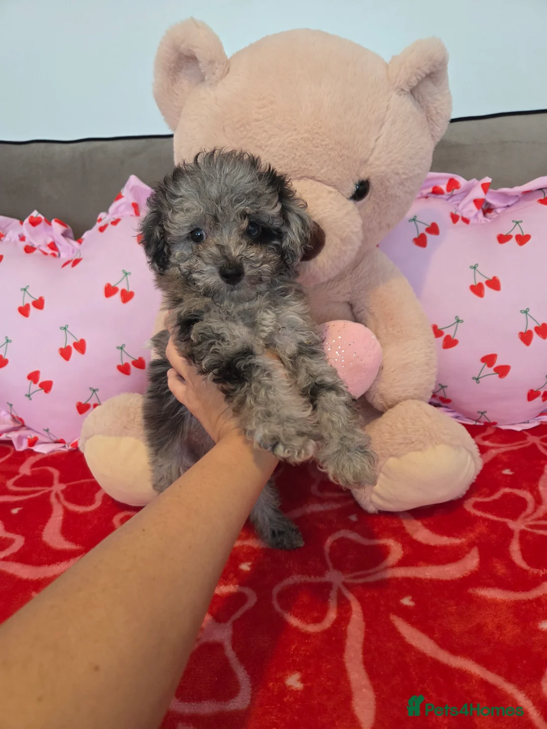 Toy Poodle dogs for sale: Gorgeous littler of x ** mall toy poodles  - Advert 4
