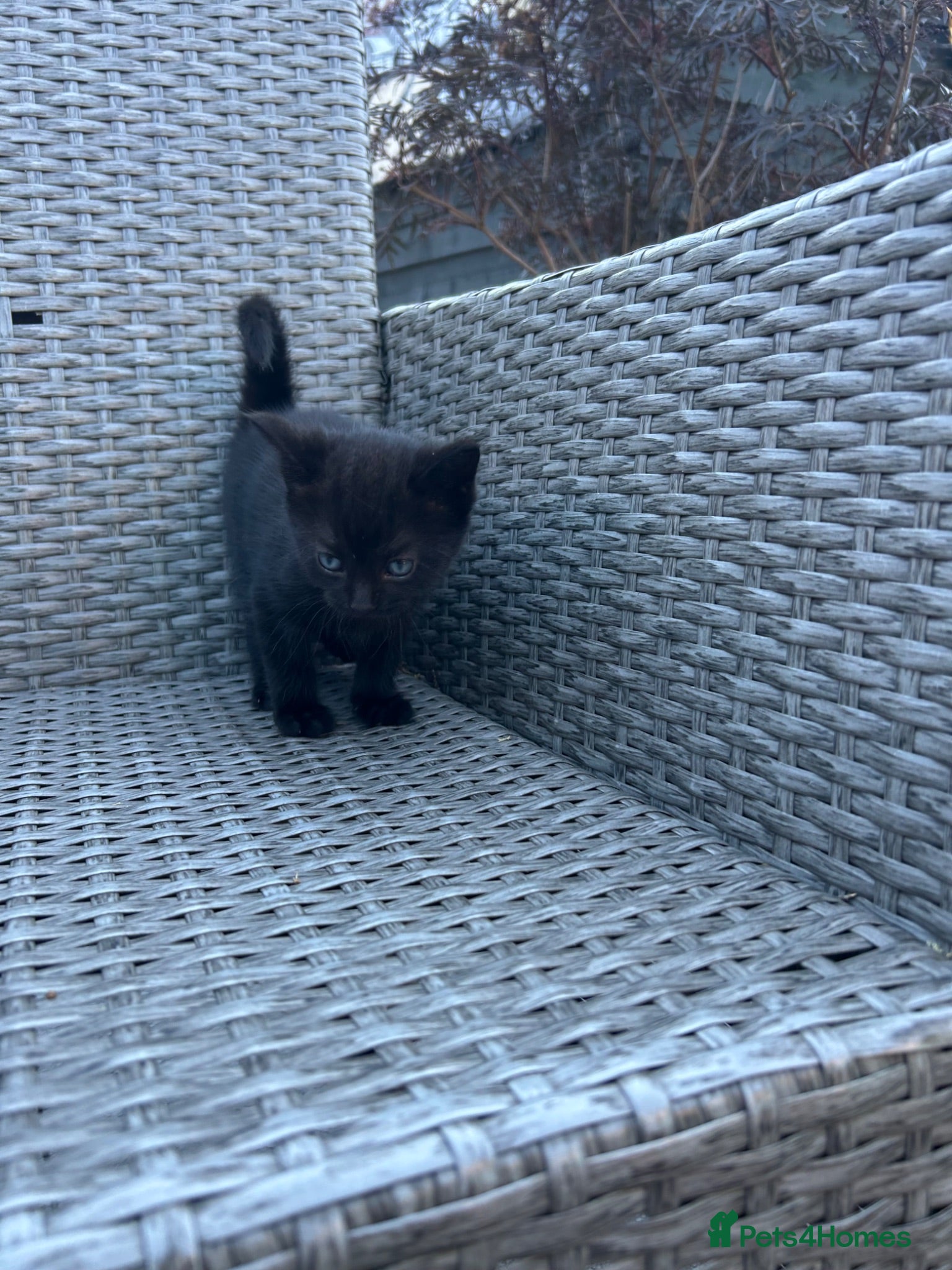 Mixed Breed cats for sale: Kittens - Advert 2