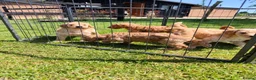 Standard Poodle dogs for sale: Kc Red Standard Poodle Puppies - Advert 16