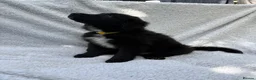 Mixed Breed dogs for sale: German shepherd mix puppies! - Advert 11