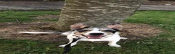 Border Collie dogs for sale: Merle border collie in Runcorn - Advert 5
