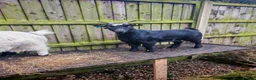 Goats livestock for sale: Pygmy goats  - Advert 4