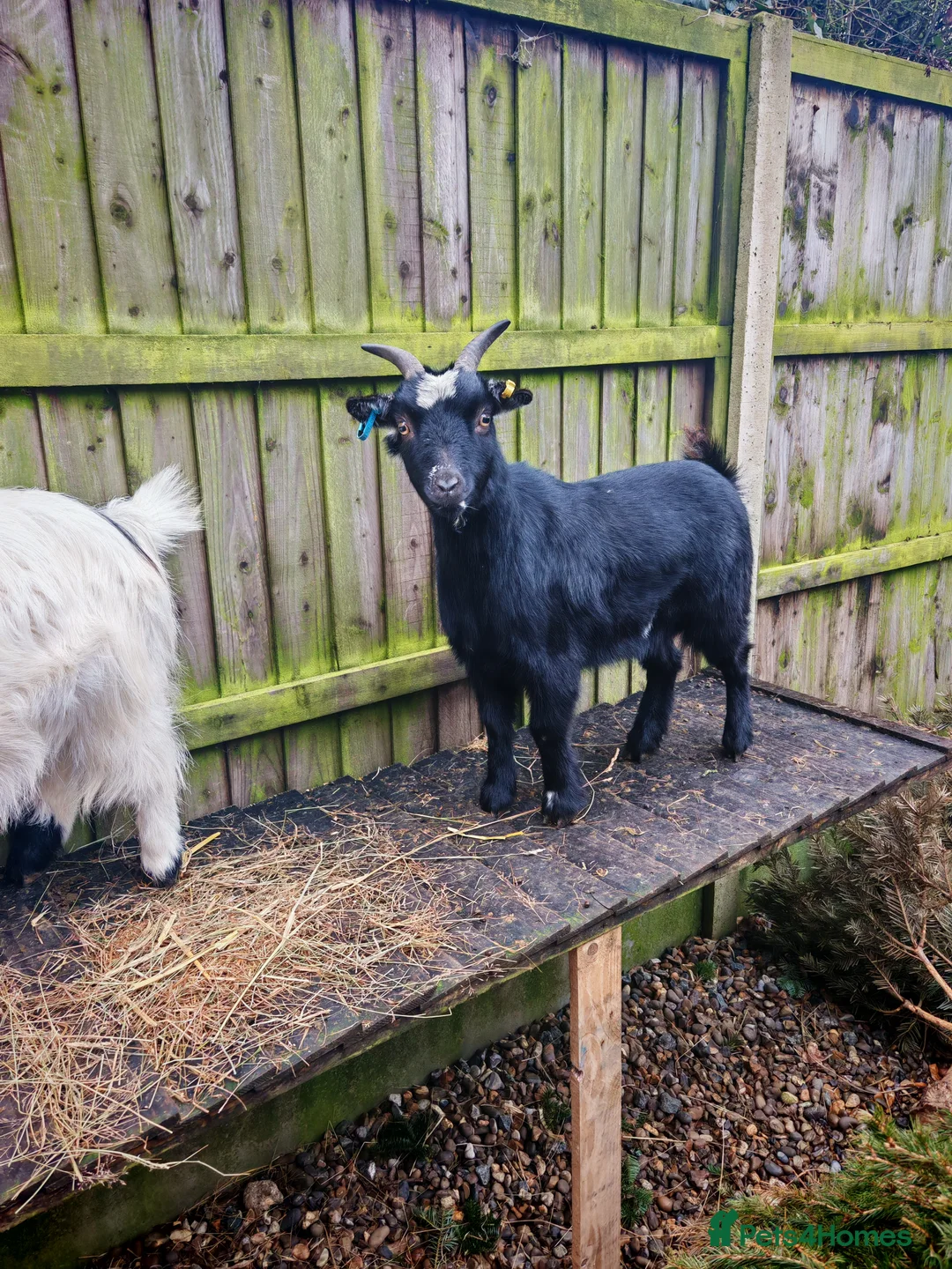 Goats livestock for sale: Pygmy goats  - Advert 4