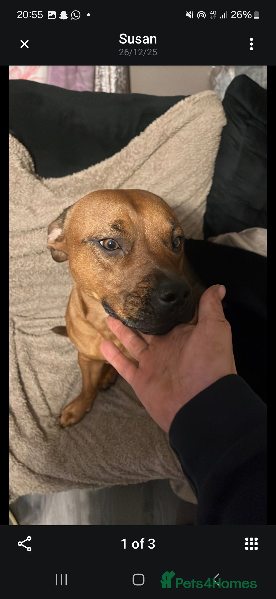 Mixed Breed dogs for sale: Staffy X Rottweiler  - Advert 9