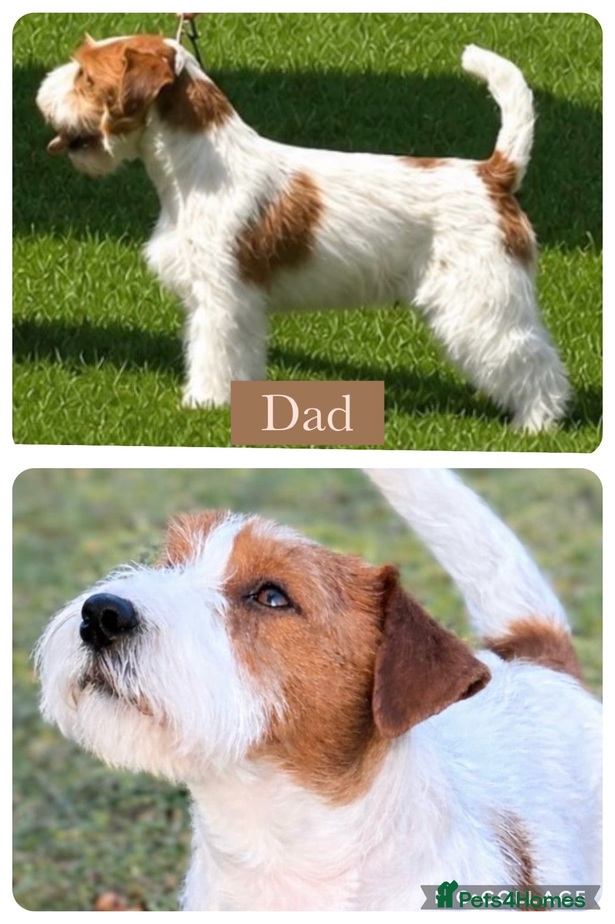 Jack Russell dogs KC Registered Jack Russell Terrier Puppies  - Advert 2