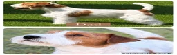Jack Russell dogs for sale: Lovely Pedigree Jack Russell Terrier Puppies  - Advert 6