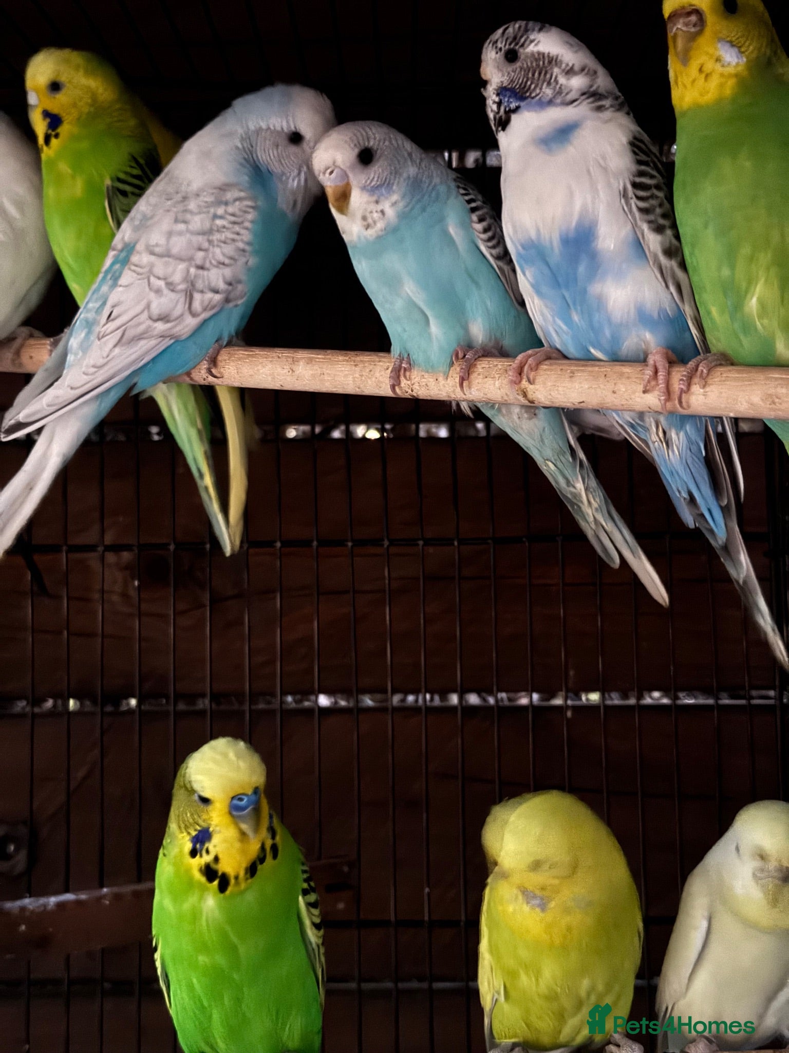 Budgerigars birds Adorable budgies for sale  - Advert 2
