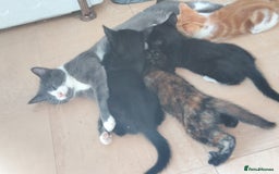 Mixed Breed cats for sale: Kitten  - Image 2