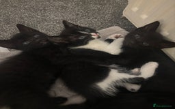 Mixed Breed cats for sale: Gorgeous part Siamese kittens 🐾  - Advert 1