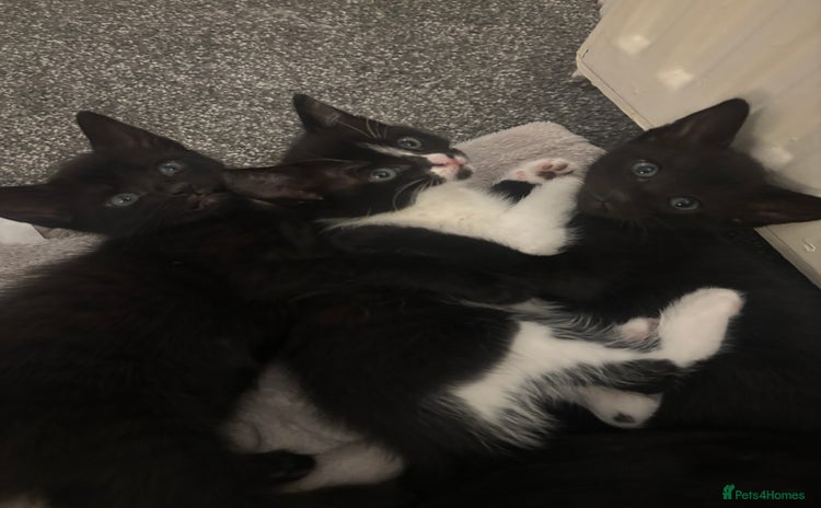 Mixed Breed cats Gorgeous part Siamese kittens 🐾  - Advert 2