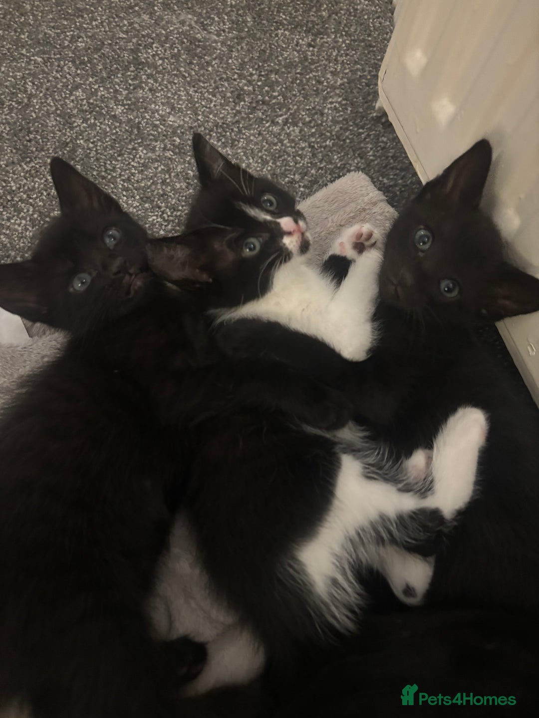 Mixed Breed cats for sale: Gorgeous part Siamese kittens 🐾  - Advert 1