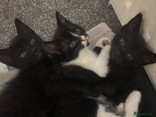 Mixed Breed cats Gorgeous part Siamese kittens 🐾 - Advert 2