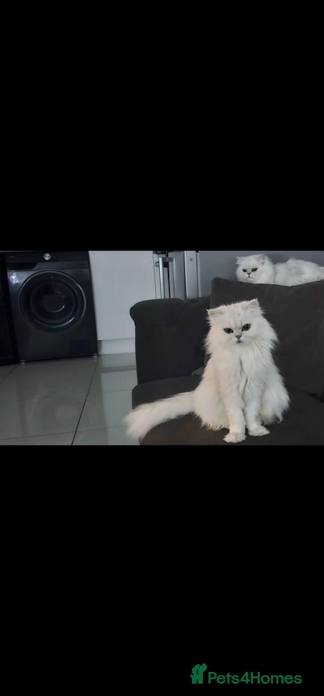 Persian cats for sale: 2 Beautiful Persian Chinchilla kittens for sale - Advert 9