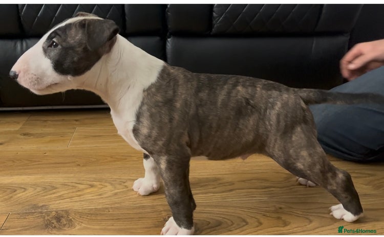 Bull Terrier dogs - Advert 3