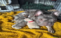 French Bulldog dogs for sale: Lilac Merle and Cream ghost Merle  in Stoke-on-Trent - Image 1